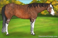 Horse Color:Bay Splash  and Bay Splash 