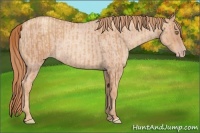 Horse Color:Gold Champagne Roan  and Gold Champagne Roan 