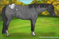 Horse Color:Blue Roan Appaloosa  and Blue Roan Appaloosa 