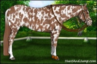 Horse Color:White Spotted Chestnut Sabino  and White Spotted Chestnut Sabino Near Leopard 