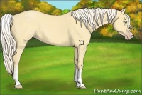 Horse Color:White Spotted Gold Cream Champagne Dun 