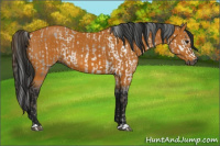 Horse Color:Gray Buckskin  and Gray Buckskin 