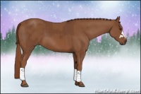 Horse Color:Chestnut  and Chestnut 