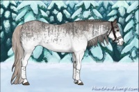 Horse Color:White Spotted Blue Roan Rabicano  and White Spotted Silver Blue Roan Rabicano 