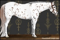 Horse Color:Chestnut Tobiano Leopard 