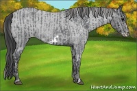 Horse Color:Blue Roan Appaloosa and Blue Roan Frame Appaloosa