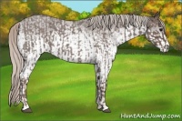 Horse Color:Silver Blue Roan  and White Spotted Silver Blue Roan 