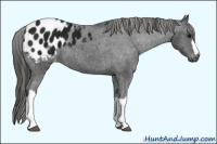 Horse Color:Gray Black Appaloosa