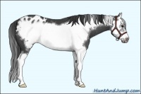 Horse Color:Black Splash Frame Appaloosa 