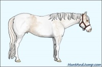 Horse Color:White Spotted Silver Black Pearl Tobiano Appaloosa 