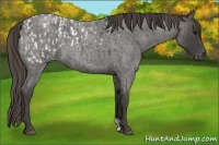 Horse Color:Smoky Blue Roan Blanket and Smoky Blue Roan