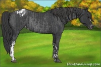 Horse Color:Black Varnish Rabicano and Blue Roan Varnish Rabicano