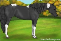 Horse Color:Smoky Black Tobiano 