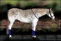 Horse Color:White Spotted Blue Roan Rabicano and White Spotted Classic Champagne Roan Rabicano