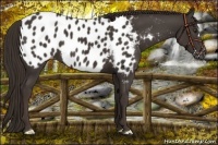 Horse Color:Liver Chestnut Near Leopard 
