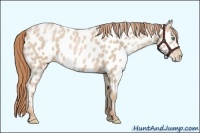 Horse Color:Smoky Black Pearl Appaloosa