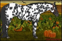 Horse Color:Black Near Leopard 