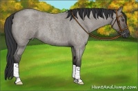 Horse Color:Grullo Roan 
