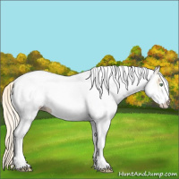 Horse Color:White Spotted Gold Cream Champagne 