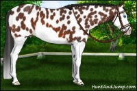 Horse Color:Bay Splash Near Leopard 