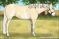 Horse Color:White Spotted Gold Cream Champagne