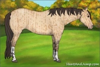 Horse Color:Bay Dun  and Amber Champagne Dun 