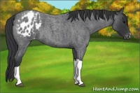 Horse Color:Blue Roan Appaloosa 