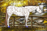 Horse Color:Gray Chestnut Appaloosa  and Gray Chestnut Appaloosa 