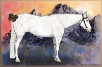 Horse Color:Cremello Sabino Appaloosa and Chocolate Palomino Pearl Sabino Appaloosa