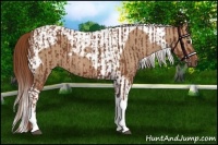 Horse Color:Chestnut Tobiano and Red Dun Tobiano