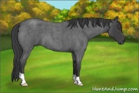 Horse Color:Smoky Blue Roan