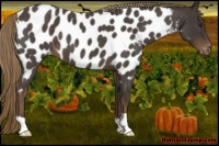Horse Color:Liver Red Roan Near Leopard 