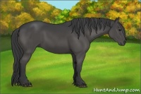 Horse Color:Black Rabicano 
