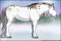 Horse Color:Liver Red Dun Sabino Splash