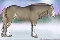 Horse Color:Liver Red Dun Sabino Splash Rabicano