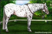 Horse Color:Brown Appaloosa  and Bay Appaloosa 
