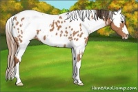 Horse Color:Bay Appaloosa  and Bay Splash Appaloosa 