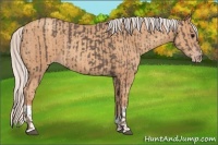 Horse Color:Silver Black  and Silver Classic Champagne 