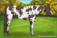 Horse Color:White Spotted Liver Chestnut 