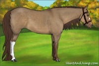 Horse Color:Liver Red Dun