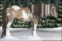 Horse Color:White Spotted Liver Red Dun