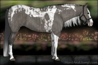 Horse Color:Grullo Splash Tobiano  and Grullo Splash Tobiano