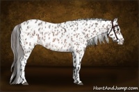 Horse Color:Bay Roan Appaloosa  and Bay Roan Appaloosa 