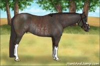 Horse Color:Chestnut and Liver Chestnut Rabicano