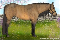Horse Color:Buckskin and Buckskin