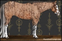 Horse Color:Bay Roan Splash  and Bay Splash Appaloosa 