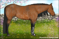 Horse Color:Buckskin  and Gray Buckskin 