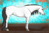 Horse Color:Bay Frame Appaloosa