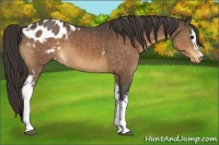 Horse Color:White Spotted Buckskin Appaloosa 