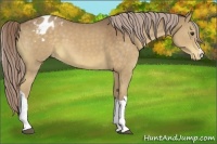 Horse Color:Chocolate Palomino Appaloosa